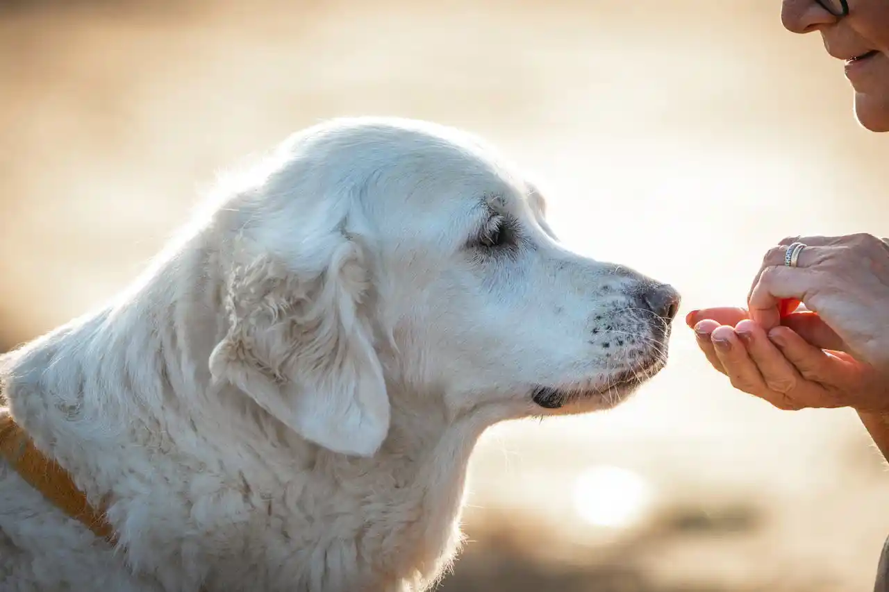 Hund fühlt sich beschützt und entspannt