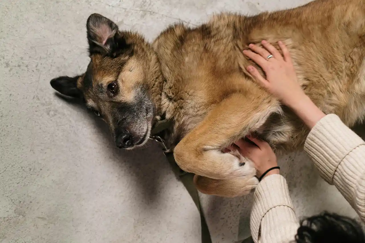 Frau und Hund suchen liebevoll Blickkontakt
