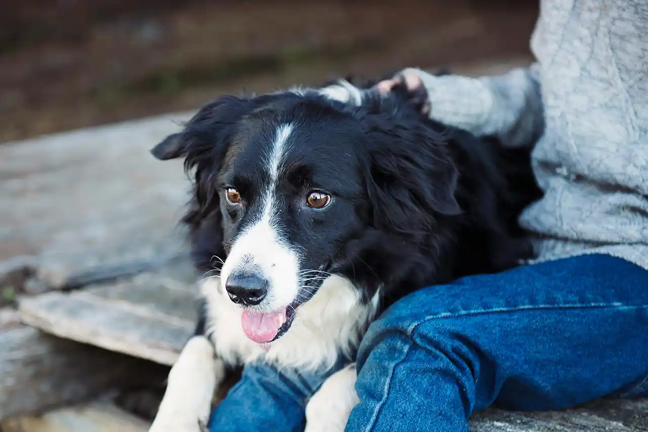 Ängstlich blickender Hund mit angelegten Ohren