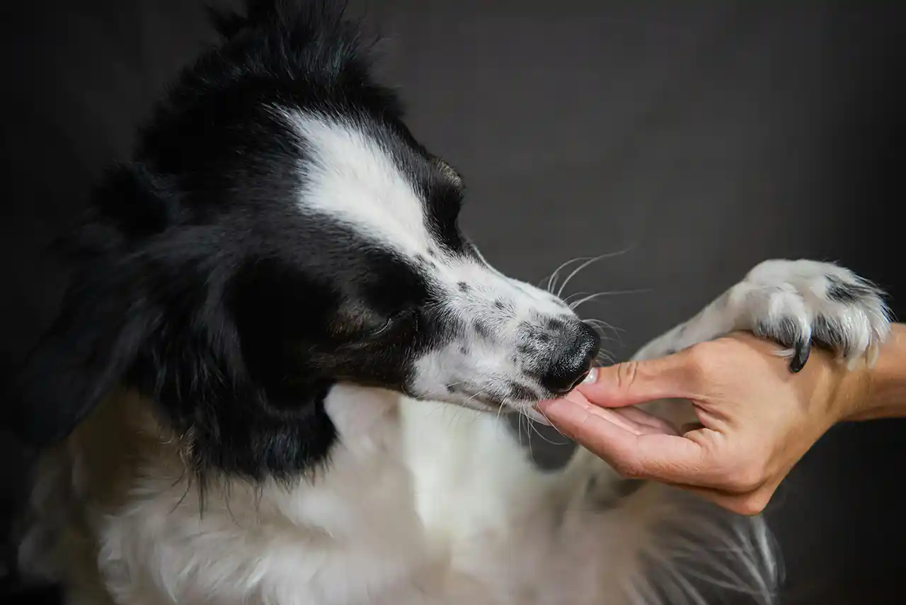 Hund und Mann sehen sich an und vertrauen sich