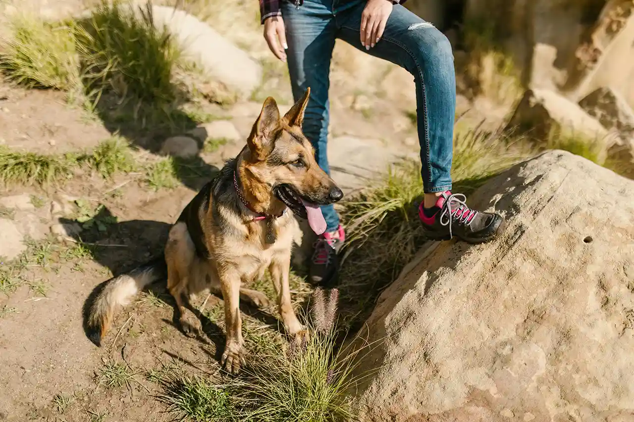 Schäferhund liegt entspannt auf Beinen von Hundebesitzer