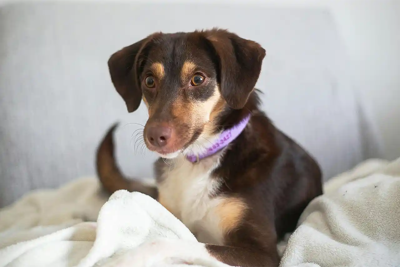 Hund blickt Hundebesitzerin neugierig an