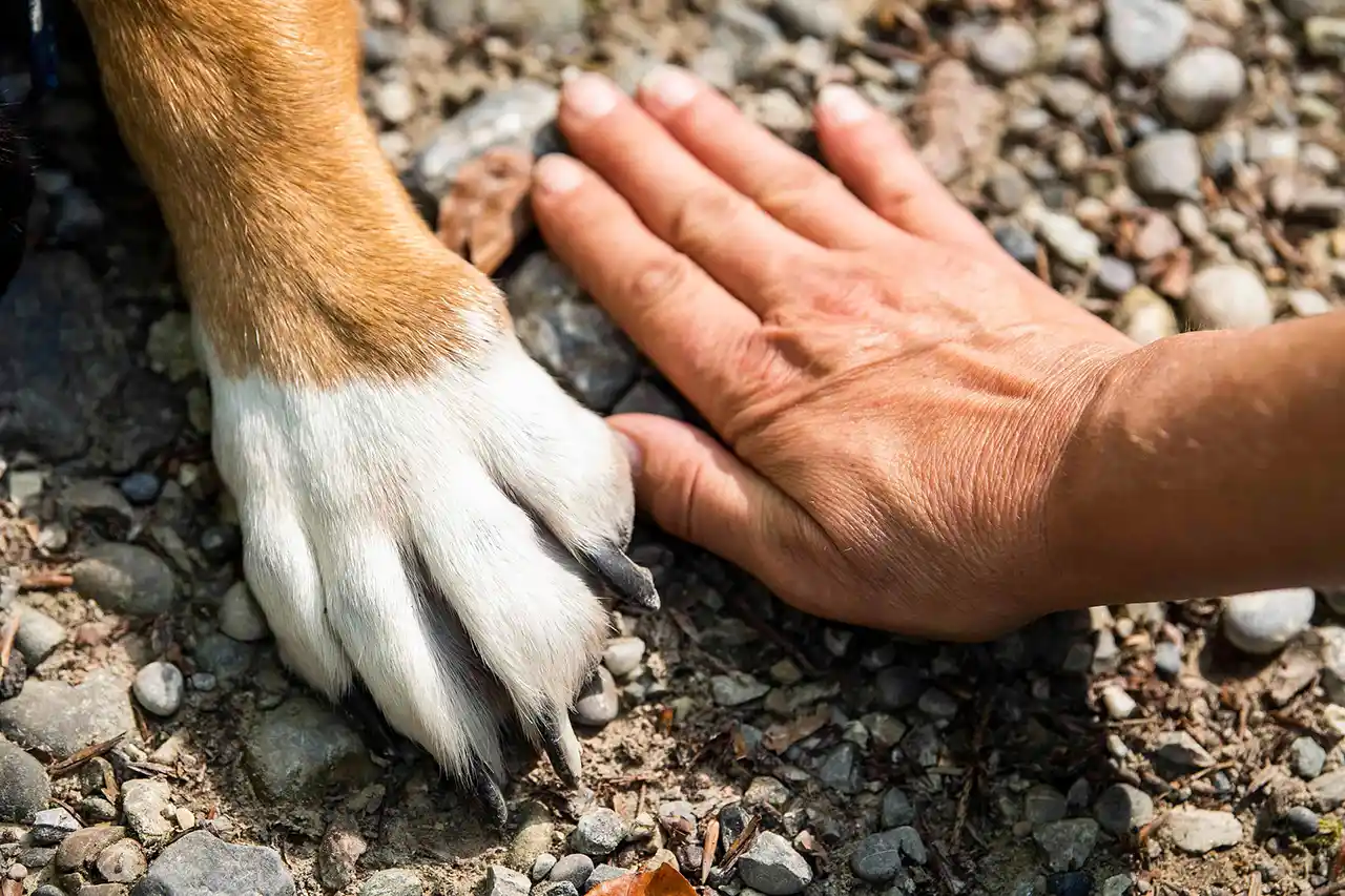 Pfote von Hund liegt nah neben Hand - Begleitung für Hund und Mensch