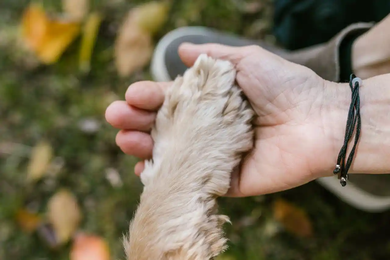 Hundepfote liegt in Menschenhand